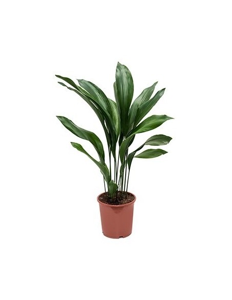 Comprar ASPIDISTRA online Barcelona | Flors Joan