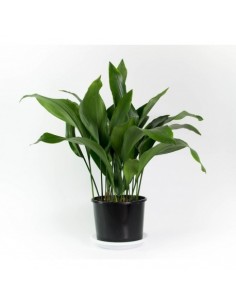 ASPIDISTRA