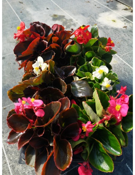Comprar BEGONIA (15 unid.) online Barcelona | Flors Joan