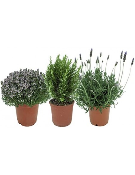 Comprar 3 AROMATICA MACETA 17cm. online Barcelona | Flors Joan