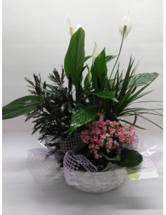 Comprar CESTA DE PLANTAS KUWAIT online Barcelona | Flors Joan
