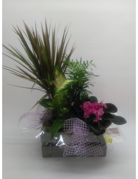 CISTELLA DE PLANTES MANILA