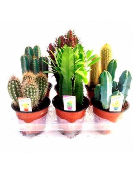 Comprar Cactus del 13 online Barcelona | Flors Joan