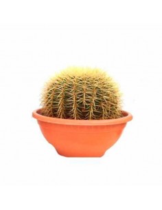 Comprar Echinocactus grusonii 30 online Barcelona | Flors Joan