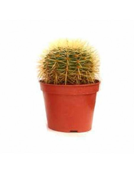 Comprar Echinocactus grusonii 13 online Barcelona | Flors Joan