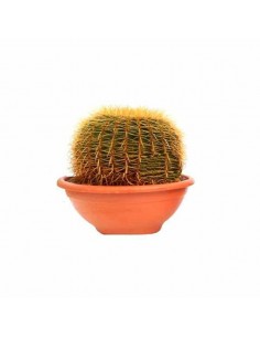 Comprar Echinocactus grusonii 40 cm online Barcelona | Flors Joan