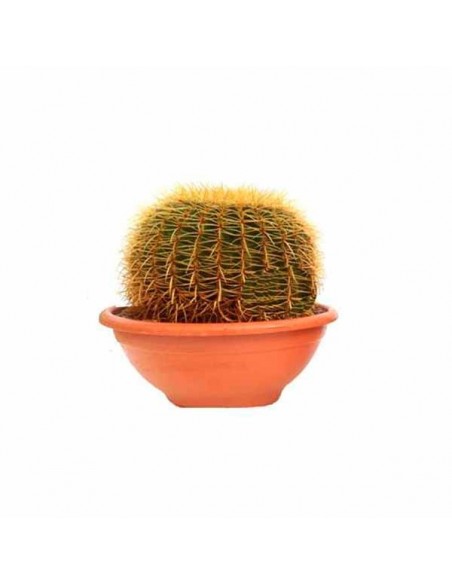 Comprar Echinocactus grusonii 40 cm online Barcelona | Flors Joan