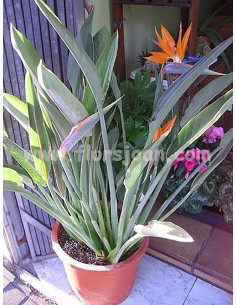 PLANTA STRELITZIA
