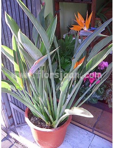 PLANTA STRELITZIA