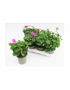 Comprar 8 GERANIOS HIEDRA online Barcelona | Flors Joan