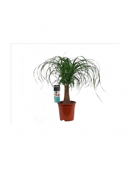 BEAUCARNEA  55cm.