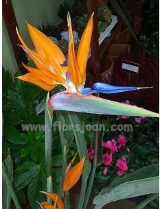 PLANTA STRELITZIA 2