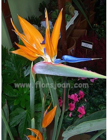 PLANTA STRELITZIA