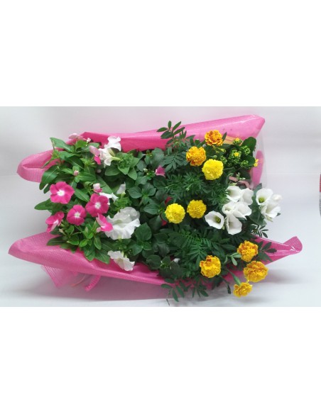 15 PLANTES  VARIADES
