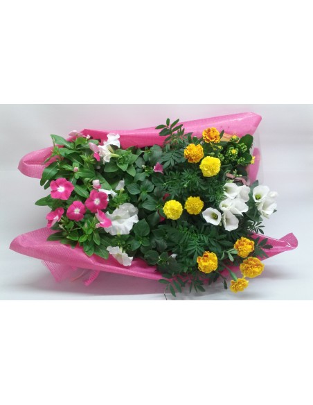 15 PLANTES  VARIADES