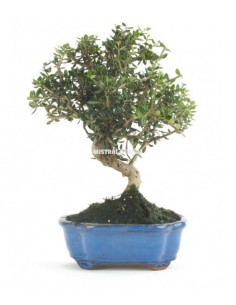 Comprar Bonsai Olivo online Barcelona | Flors Joan