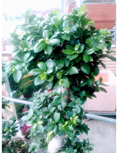 Comprar FICUS MICROCARPA DE 1,40 M. online Barcelona | Flors Joan