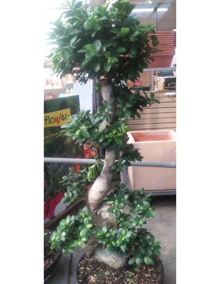 Comprar FICUS MICROCARPA DE 1,40 M. online Barcelona | Flors Joan