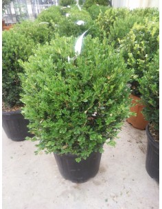 Planta Boix 40 cm. de bola