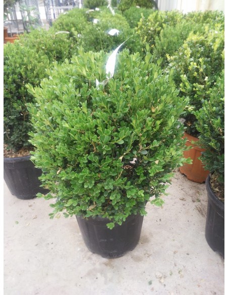 Planta Boix 40 cm. de bola