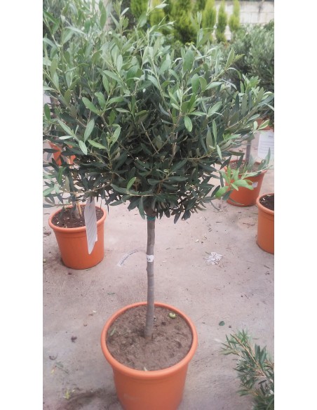 Comprar OLIVO 1,60 M. online Barcelona | Flors Joan
