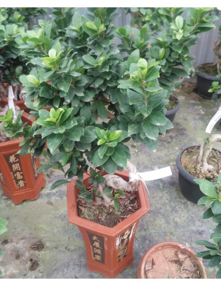 Comprar FICUS MICROCARPA 80 cm. online Barcelona | Flors Joan