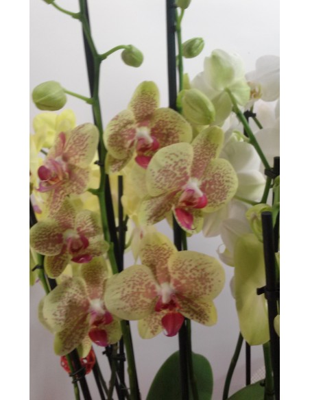 Comprar CESTA PI DE L'INDIÁ online Barcelona | Flors Joan