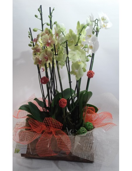 Comprar CESTA PI DE L'INDIÁ online Barcelona | Flors Joan