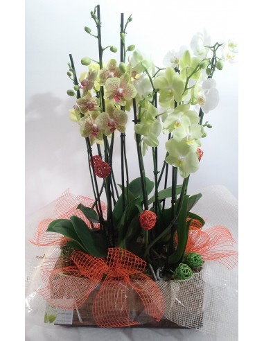 Comprar CESTA PI DE L'INDIÁ online Barcelona | Flors Joan