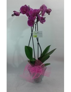 ORQUÍDIA EN BASE DE VIDRE 2