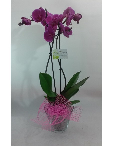 Comprar OrquÍDea En Base De Cristal online Barcelona | Flors Joan