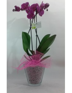 ORQUÍDIA EN BASE DE VIDRE