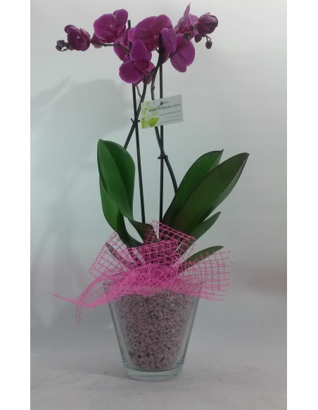 Comprar OrquÍDea En Base De Cristal online Barcelona | Flors Joan