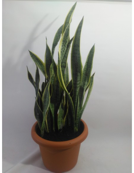 Comprar SANSEVIERA Maceta de 30 cm. online Barcelona | Flors Joan