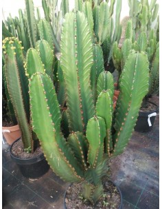 Comprar EUPHORBIA RAMIFICADA 60/80CM. online Barcelona | Flors Joan