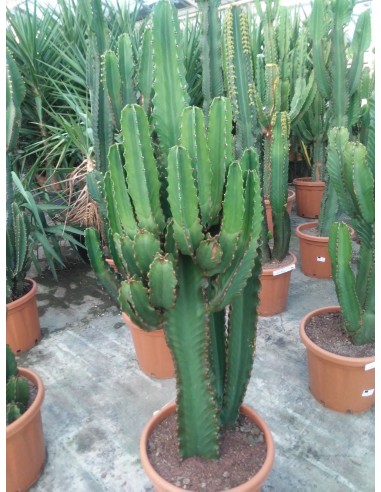 Euphorbia ramificada 1/1.20 m