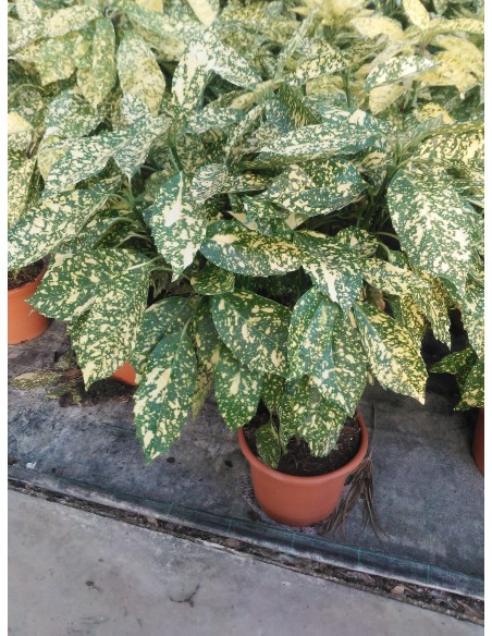 Comprar Aucuba de 1m. online Barcelona | Flors Joan