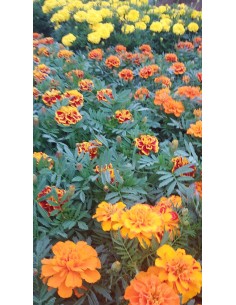 CAIXA DE 15 CLAVELLS MOROS