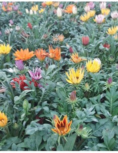 Comprar CAJA DE 15 PLANTAS Gazania online Barcelona | Flors Joan