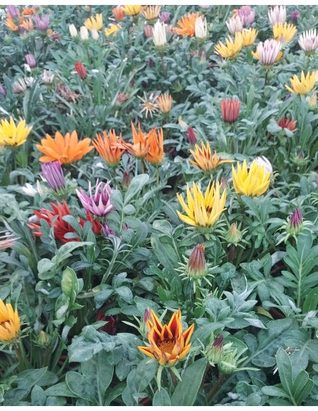 Comprar CAJA DE 15 PLANTAS Gazania online Barcelona | Flors Joan