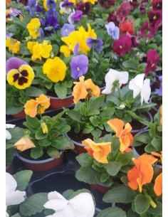 CAIXA  DE PENSAMENTS (15 unit)