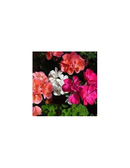Comprar GERANIOS (10unid.) online Barcelona | Flors Joan
