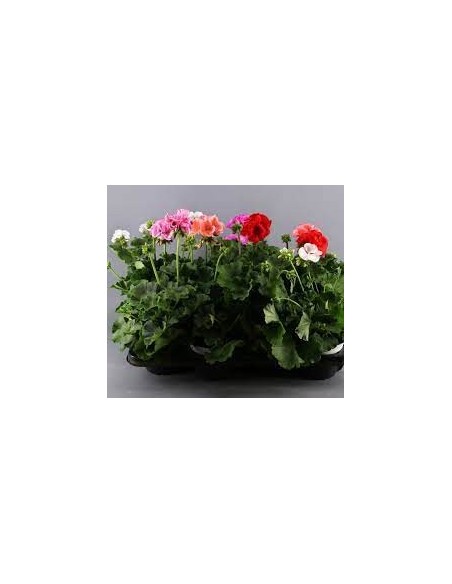 Comprar GERANIOS (10unid.) online Barcelona | Flors Joan