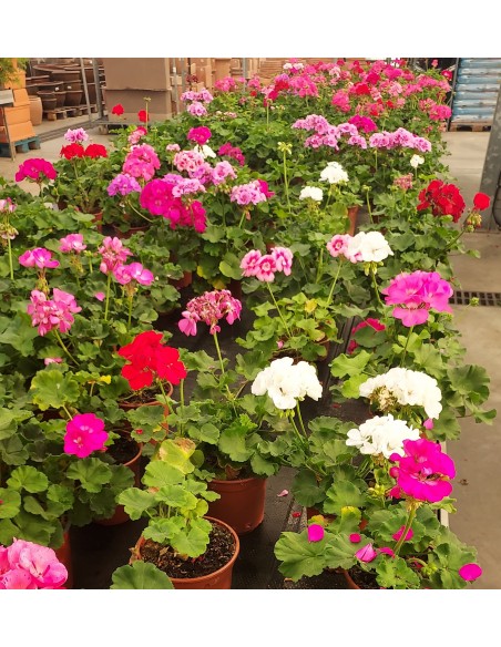 Comprar GERANIOS (10unid.) online Barcelona | Flors Joan