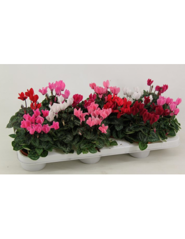 Comprar CAJA DE 8 CICLAMEN MINI online Barcelona | Flors Joan