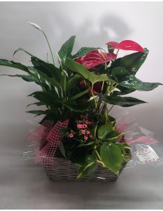 Comprar Cesta de Plantas TEHERÁN online Barcelona | Flors Joan