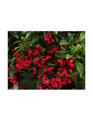 Comprar ARDISIA online Barcelona | Flors Joan
