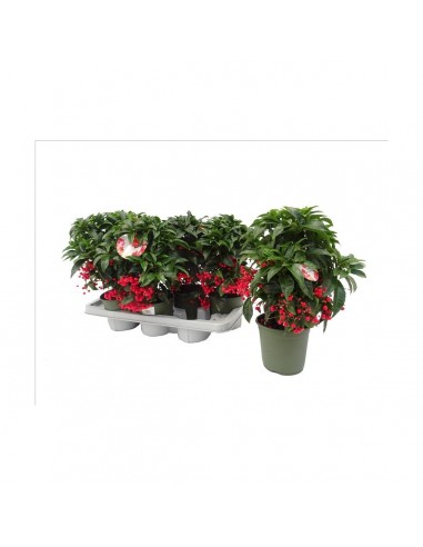 Comprar ARDISIA online Barcelona | Flors Joan