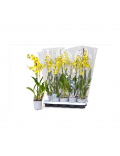 ORQUIDIA ONCIDIUM AMB TEST CERÁMICA