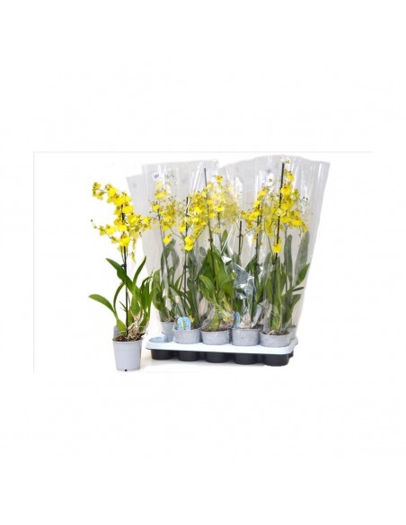 Comprar ORQUIDEA ONCIDIUMCON MACETA DE CERAMICA online Barcelona | ...